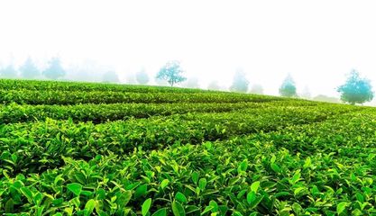 愛心茶園研發中心在云南省農科院茶葉研究所掛牌成立，助推茶產業發展