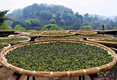 四月尋茶香，南方春意濃